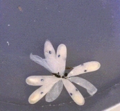 Nacimiento de un pulpo Pulpo